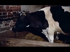 คนเย็ดหีวัว”คนxxxสัตว์”เจ้าของสุดหื่นให้วัวตัวเมียเลียควยก่อนจับหางกระเด้าหีวัวอย่างเมามัน