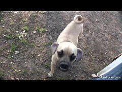 คลิปโป๊คนไทยเย็ดหีหมาตัวเมีย เรียงคิวรุมโทรมข่มขืนหมาข้างทางตอนกลางคืน เสียงไทย100%